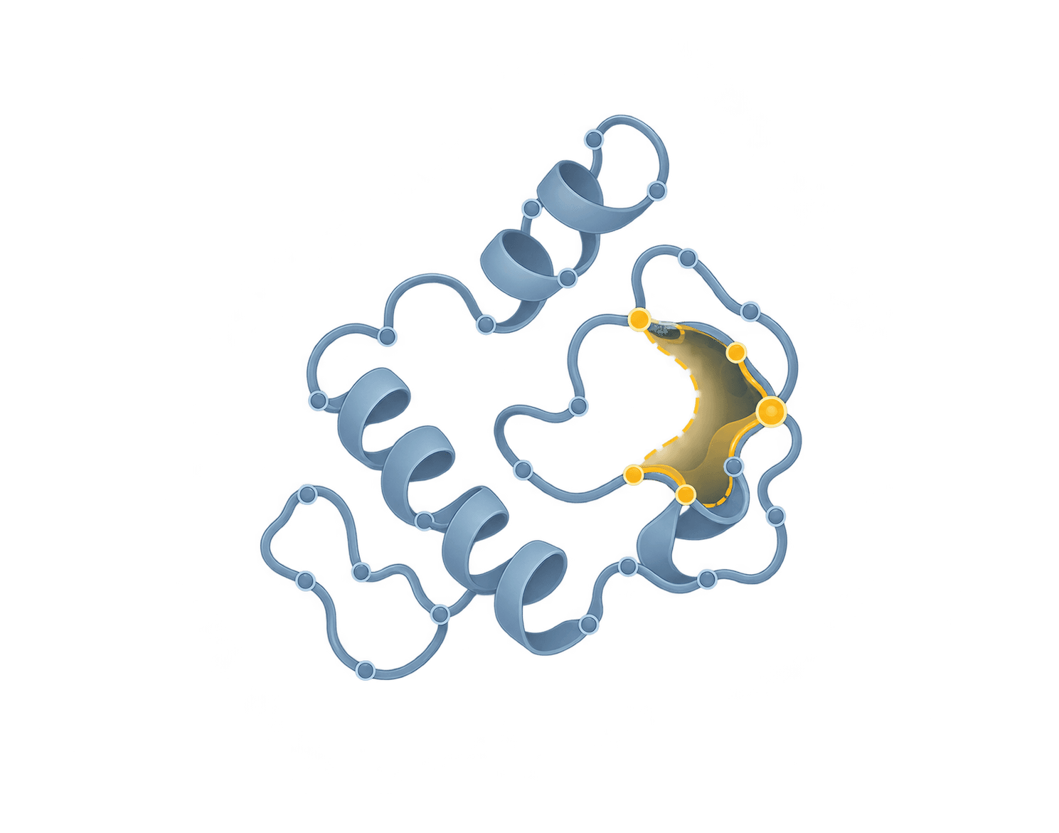 A folded protein, with a pocket highlighted where the altered instruction has changed its shape.
